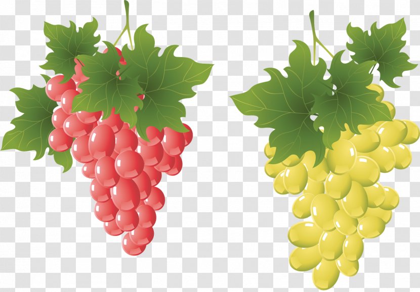Drawing Clip Art - Auglis - Grape Vine Transparent PNG