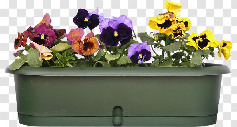 Pansy Balcony Garden Stock.xchng Viola Cornuta - Violets Transparent PNG