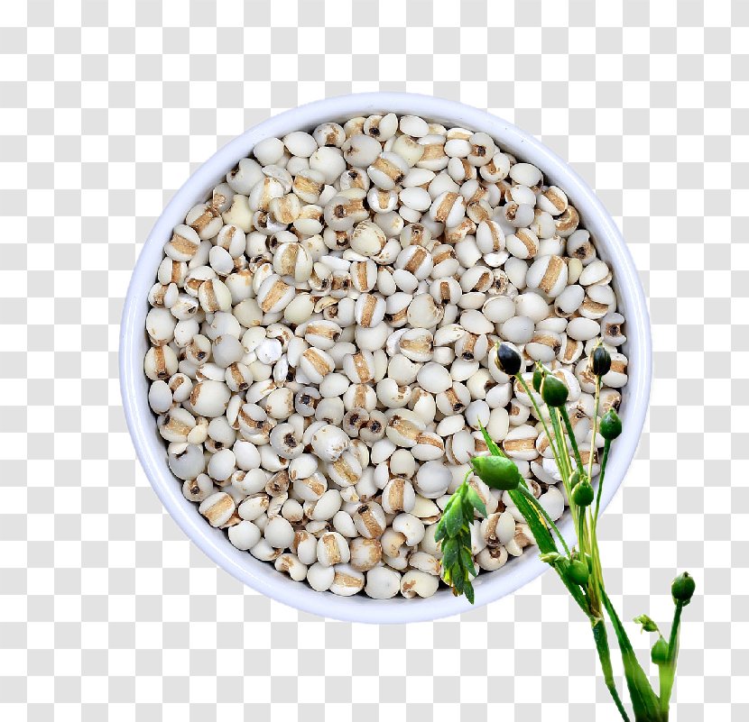 Adlay Food U51cfu80a5 - Coix - Natural Barley Rice Transparent PNG
