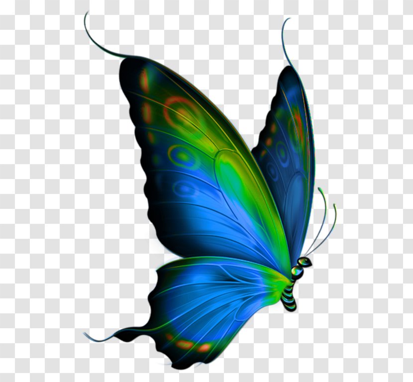 Butterfly Clip Art - Insect - Painting Taobao Exquisite Transparent PNG