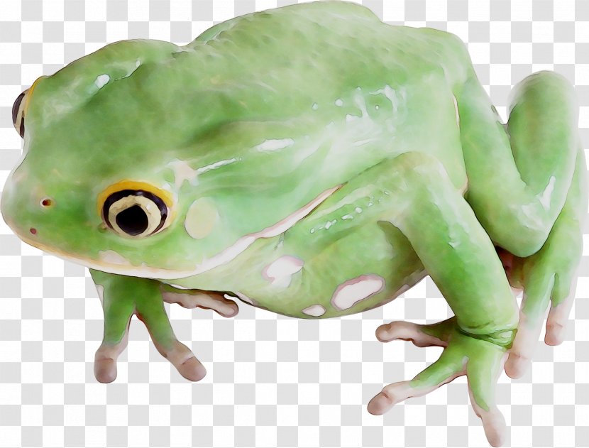 True Frog Toad Tree Terrestrial Animal - Amphibian Transparent PNG