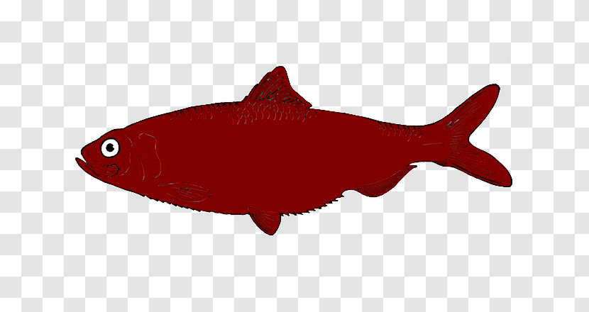 Fish Meter Squaliform Sharks Biology Science Transparent PNG