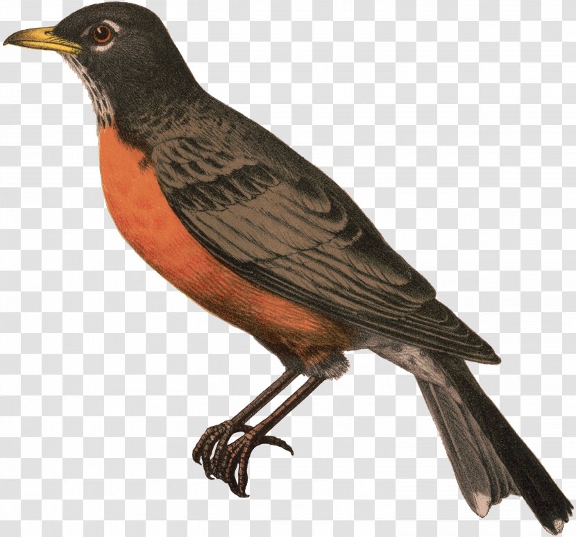 Robin Bird - Myna - Cuckoo Songbird Transparent PNG
