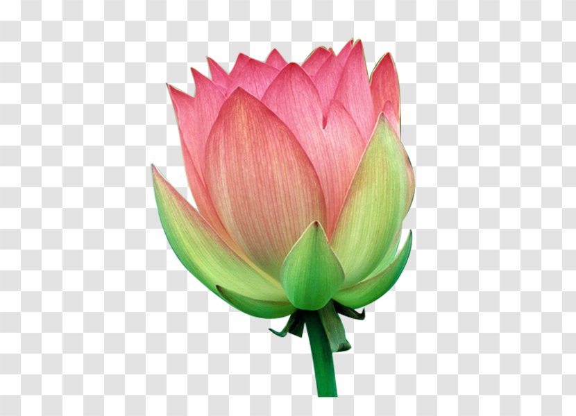 Water Lily Flower - Photography Transparent PNG