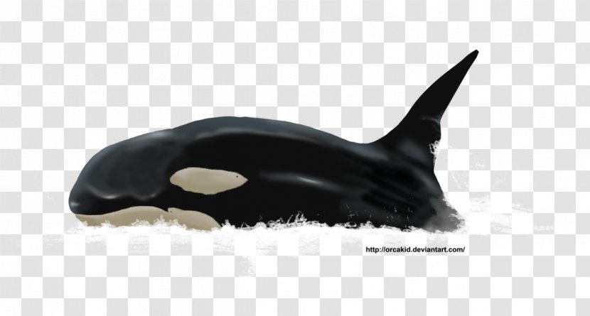 Killer Whale Dolphin Fauna Cetacea Wildlife - Mammal Transparent PNG