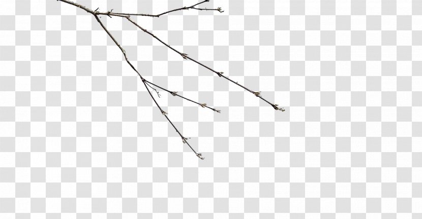 Branch Twig Tree Angle - Point - Lustre Transparent PNG