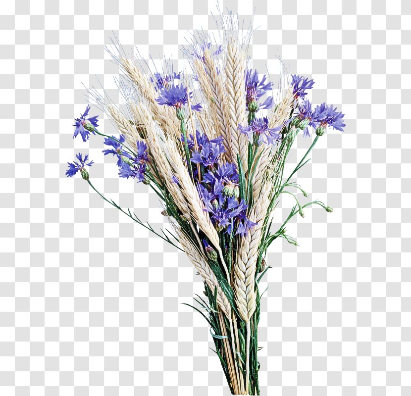 Lavender - Flowering Plant - Fernleaf Cut Flowers Transparent PNG