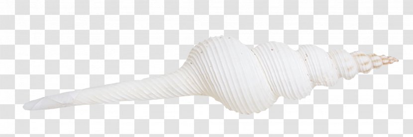 Angle - White - Pointed Conch Transparent PNG
