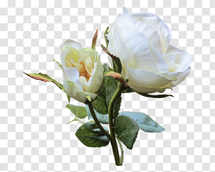 Garden Roses White Flower Cabbage Rose Clip Art - Rgb Color Model Transparent PNG