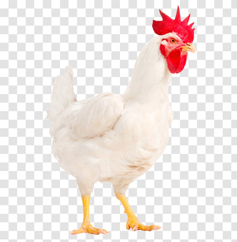 Rooster Chicken Broiler Male Poultry Transparent PNG