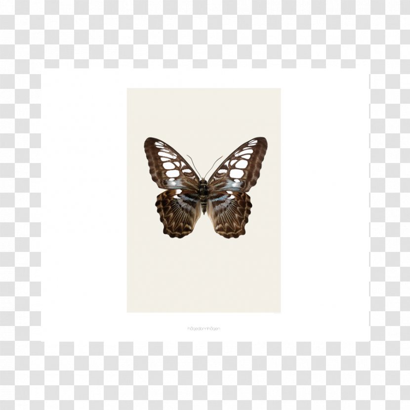 Lepidoptera Poster Design Beetle Art - Moth Transparent PNG