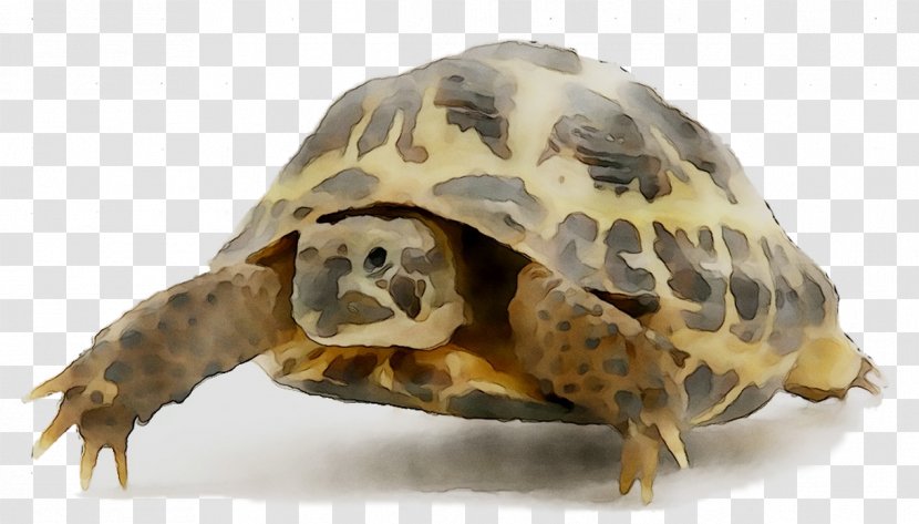 Box Turtles Tortoise Fauna Terrestrial Animal - Desert - Kemps Ridley Sea Turtle Transparent PNG