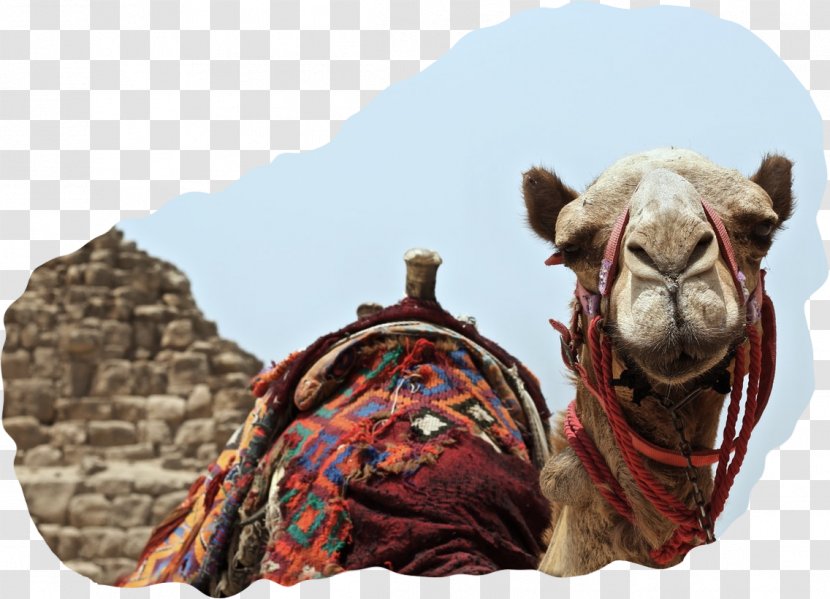 Dromedary Dubai Camel Blockchain Cryptocurrency - Arabian Transparent PNG