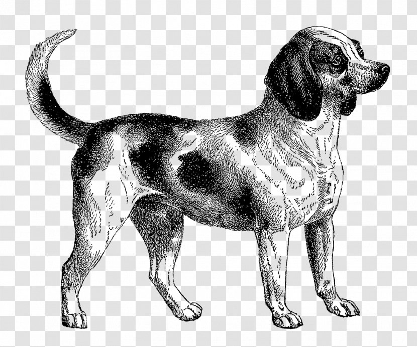 Beagle Dalmatian Dog English Mastiff Clip Art - Drawing - The Black Transparent PNG