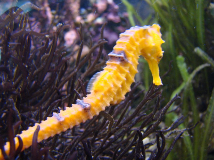 Slender Seahorse Pipefish Project Transparent PNG