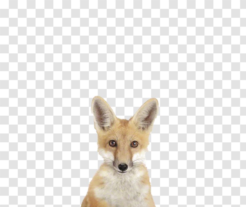 Giraffe Infant Photography Cuteness Child - Fauna - Cute Fox Transparent PNG