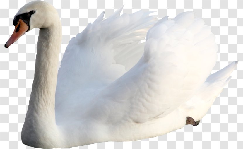 Cygnini Bird Goose Photography Duck - Fauna Transparent PNG