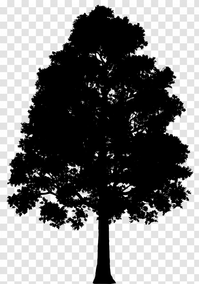Fir Spruce Silhouette Leaf - Lodgepole Pine Transparent PNG