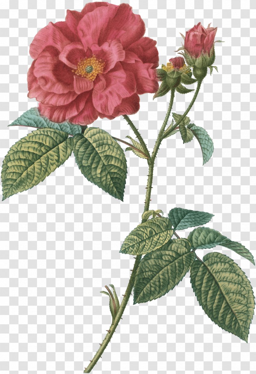 French Rose Botanical Illustration Image Drawing - Petal - Bengals Stamp Transparent PNG