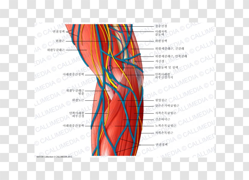 Nervous System Ulnar Nerve Elbow Blood Vessel - Heart - Arm Transparent PNG