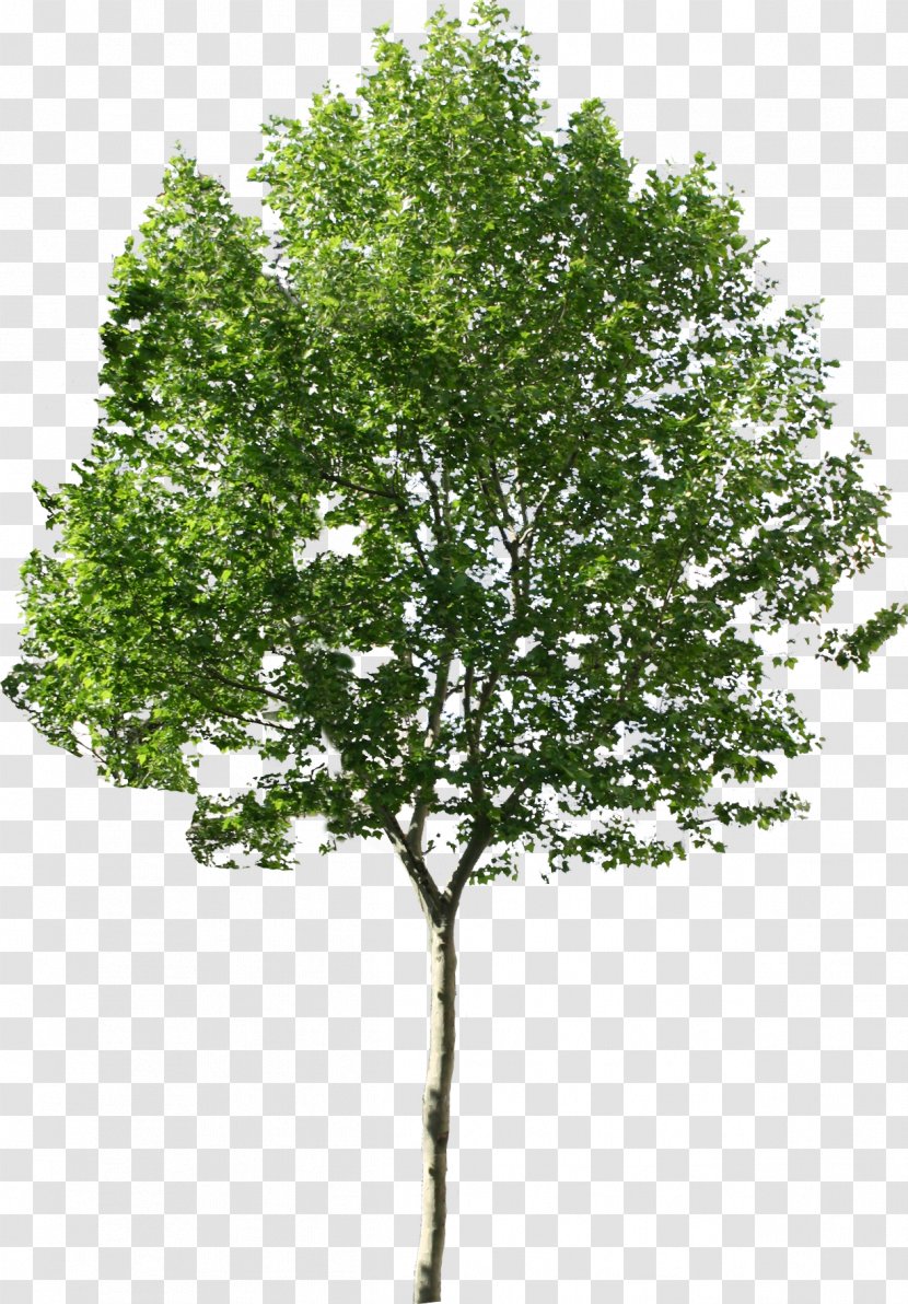 Tree - Oak - Available In Different Size Transparent PNG