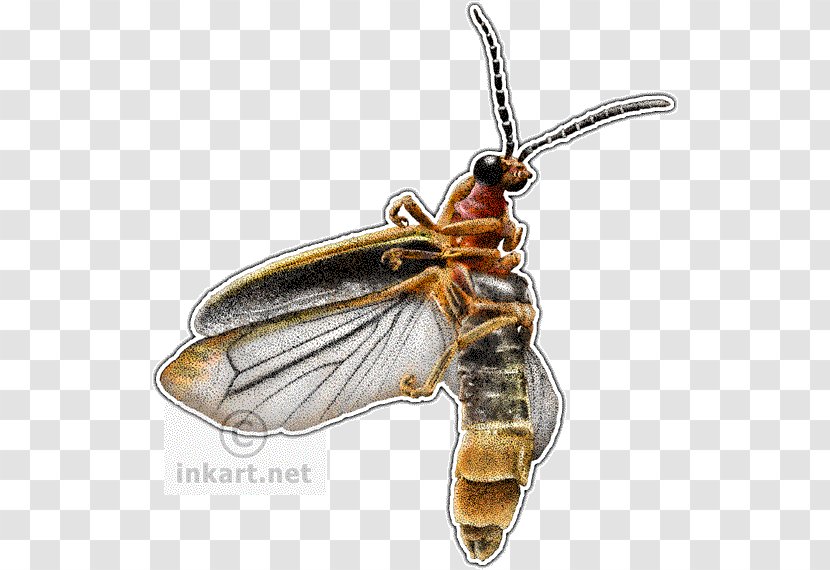 Beetle Firefly Drawing Photinus Pyralis Transparent PNG