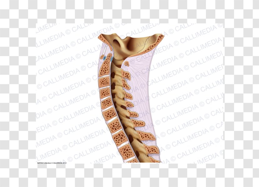 Vertebral Column Bone Rachis Ligament Neck - Flower - Cartoon Transparent PNG