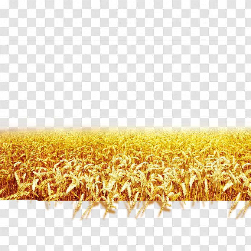 Wheat Download Landscape - Designer - Harvest Field Transparent PNG