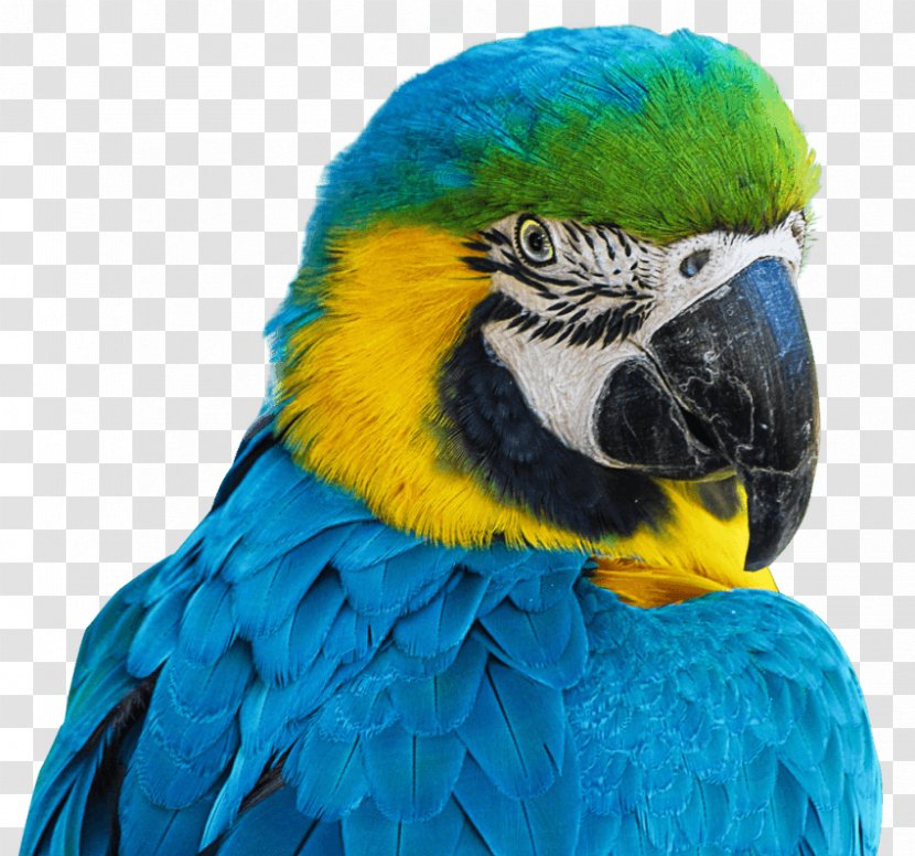 Bird Cockatiel Cockatoo - Perico Transparent PNG