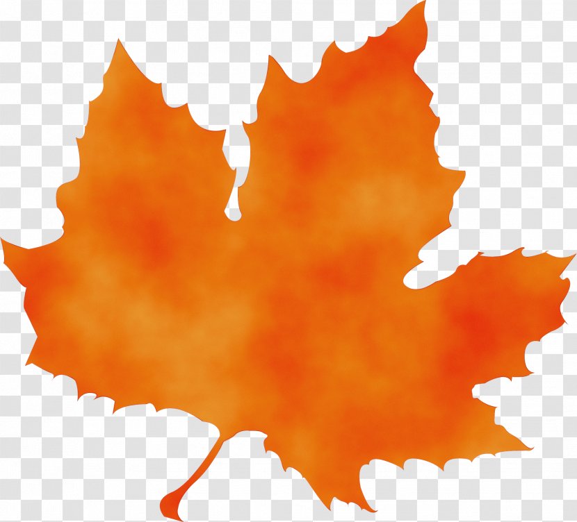 Fall Watercolor - Maple Leaf - Plant Plane Transparent PNG
