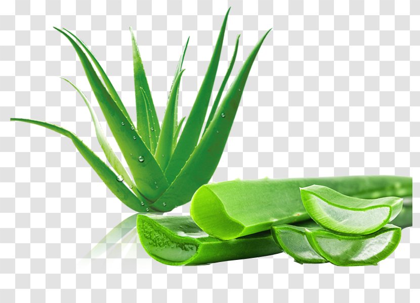 Aloe Vera Aloin Gel Disease Stock Photography - Free Water Droplets Fresh To Pull Material Transparent PNG