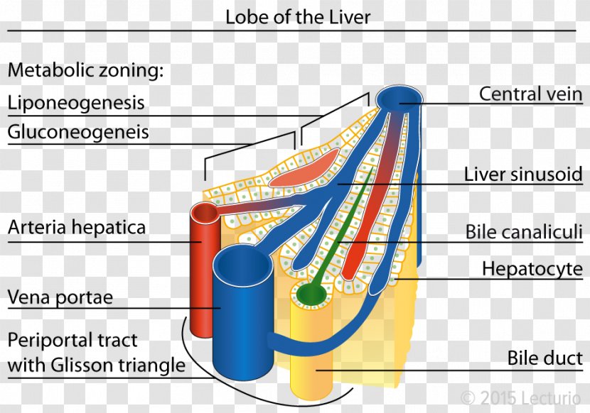 Lobules Of Liver Sinusoid Anatomy - Silhouette - Heart Transparent PNG