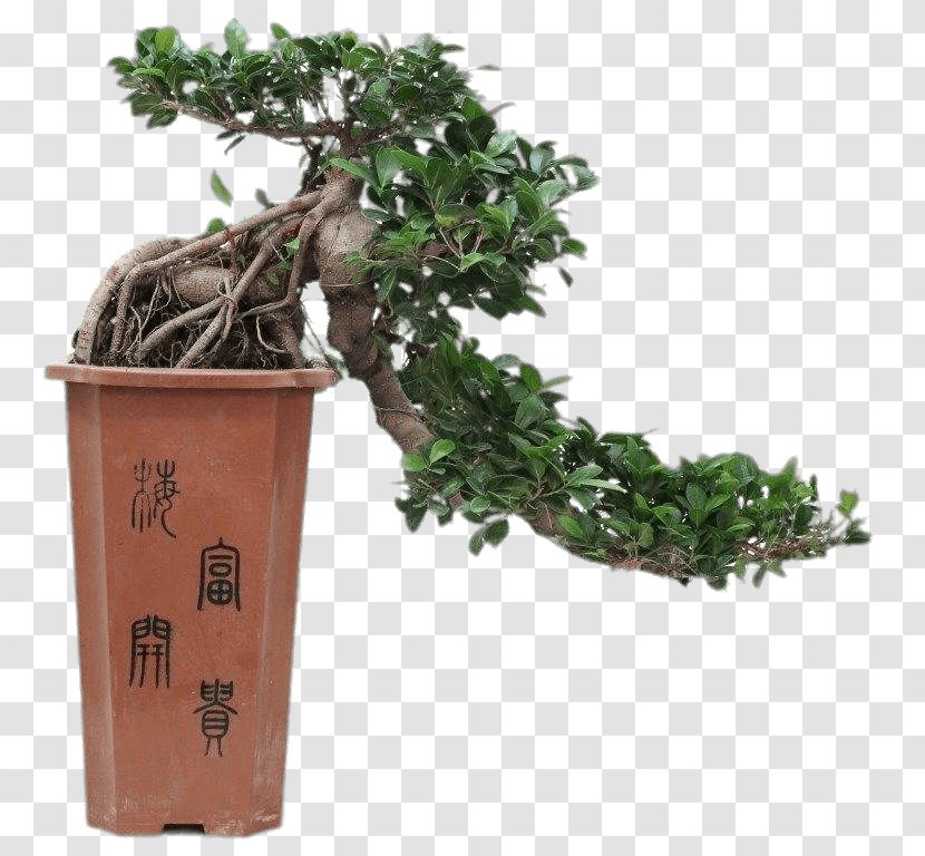 Chinese Sweet Plum Ficus Retusa Bonsai Tree Flowerpot - Fig Trees Transparent PNG