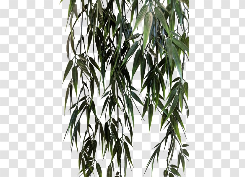 Bamboo Twig Tree Plant Stem - Grass Family - Leaf Transparent PNG