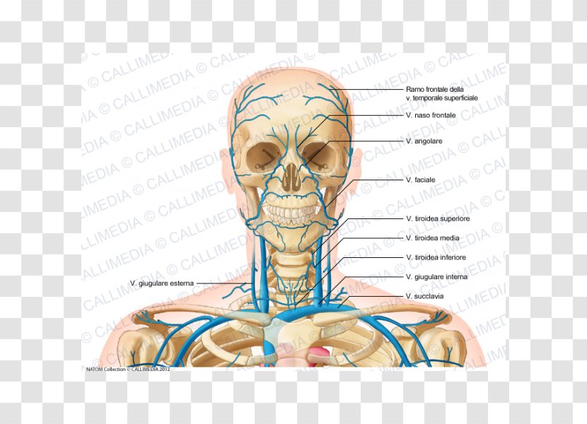 Internal Jugular Vein Head And Neck Anatomy - Tree - Superficial Temporal Transparent PNG