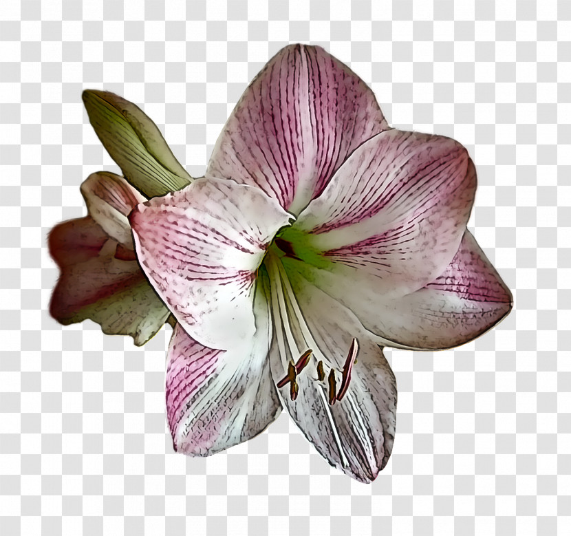 Floral Design Transparent PNG