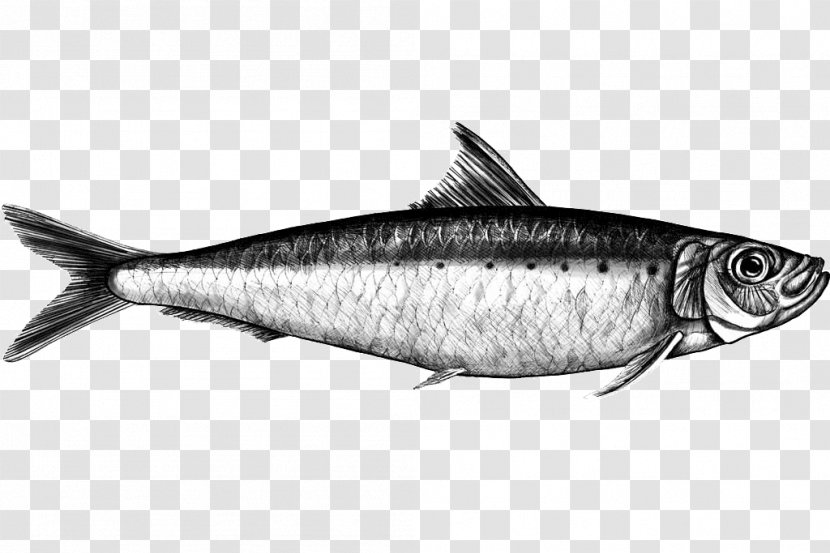 Sardine Mackerel Fish Products Milkfish - Marine Biology Transparent PNG