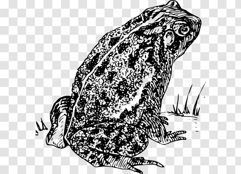 Frog Amphibian Clip Art - Ranidae - Toadblackandwhite Transparent PNG