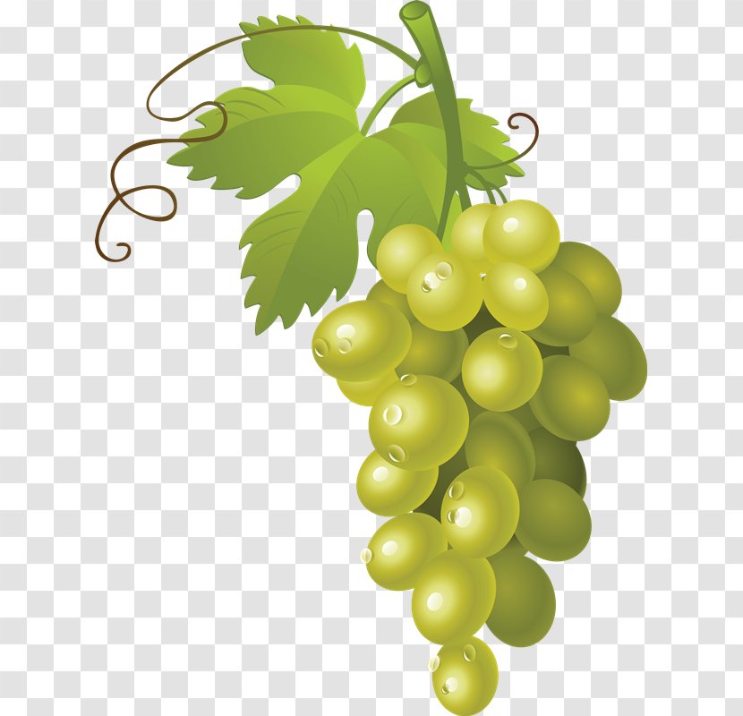 Common Grape Vine Sultana Clip Art Transparent PNG