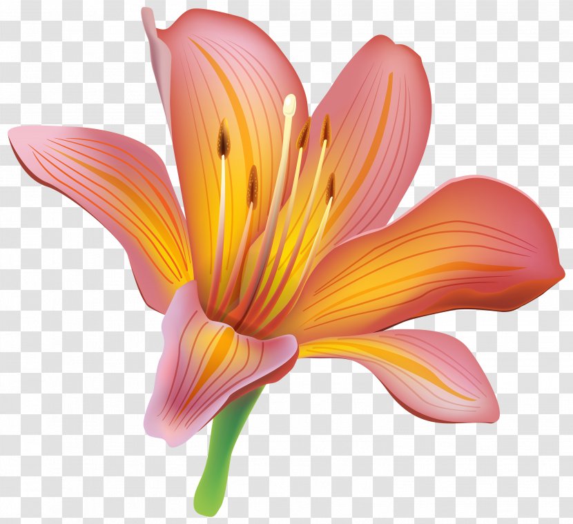 Tiger Lily Easter Lilium Bulbiferum Flower Clip Art - Cut Flowers - A Transparent PNG