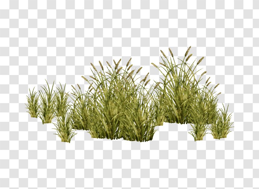 Grasses Tree Plant - Grass Family - Aquatic Plants Transparent PNG