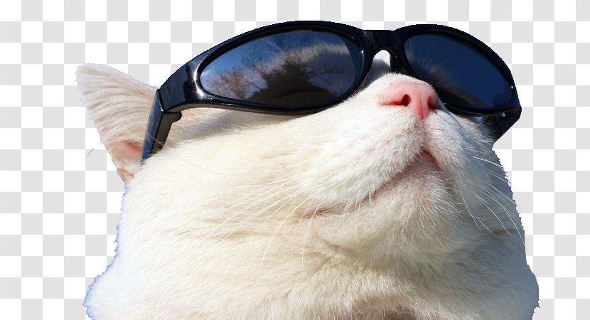 Sunscreen GitHub - Eyewear - Cat Wearing Sunglasses T Transparent PNG