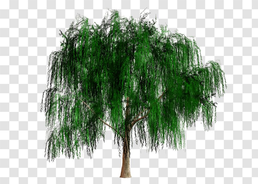 Evergreen Shrub - Plant - Branch Transparent PNG