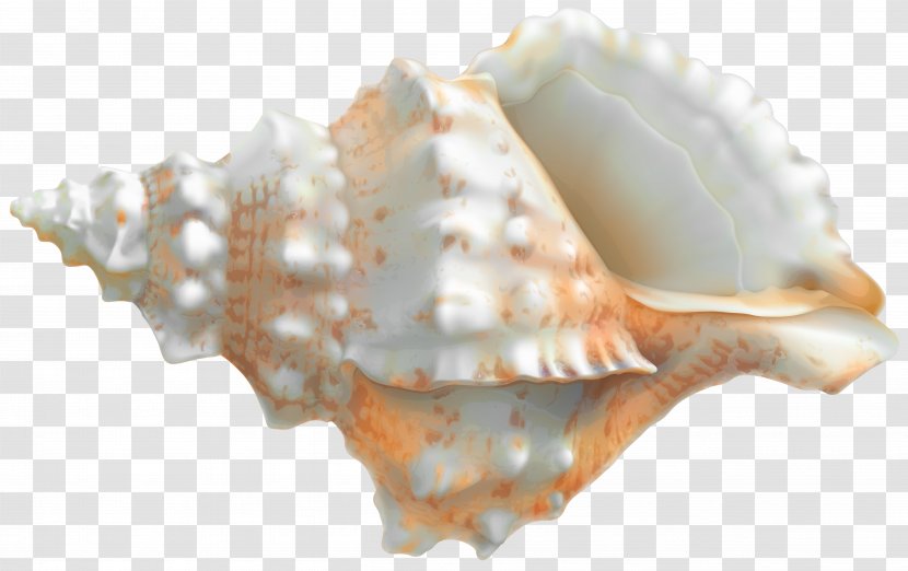 Cockle Seashell Sea Snail Veined Rapa Whelk - Rapana Transparent PNG