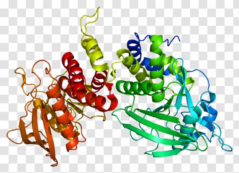 Tubulin PTPRS Protein Tyrosine Phosphatase PTPRD - Ptprs - Receptor Transparent PNG