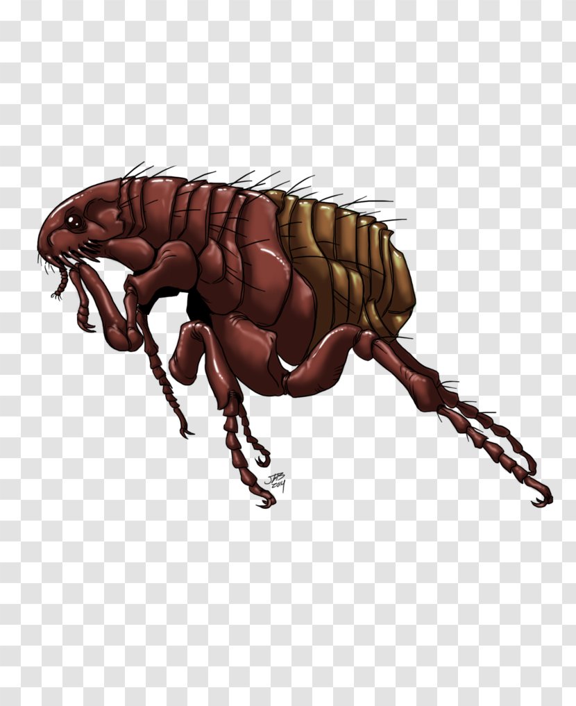 Insect Clip Art - Gray Ooze - Flea Transparent PNG