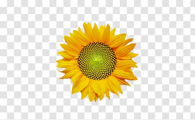 Common Sunflower Logo Massage Body - Petal - Pollen Transparent PNG
