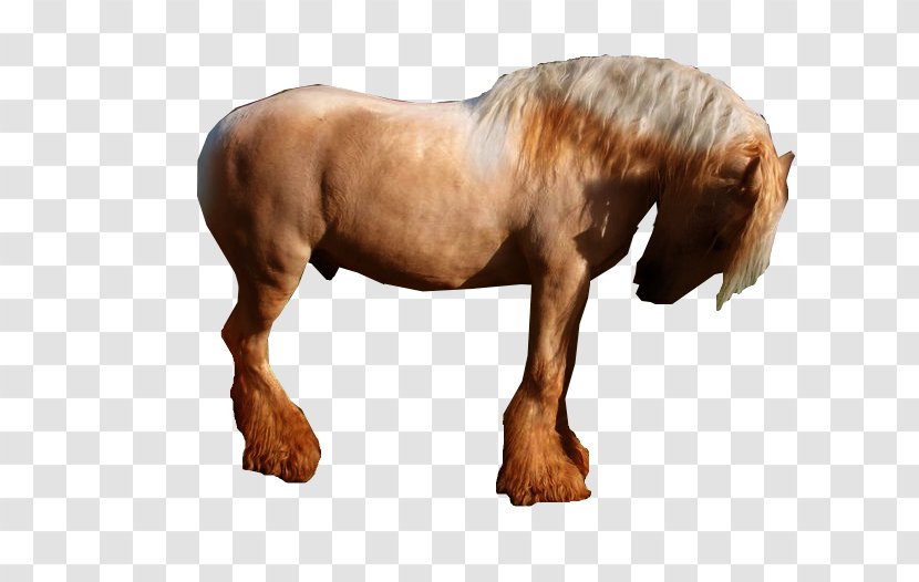 Stallion Mustang Mare Pony Mane - Terrestrial Animal - Carnage Transparent PNG