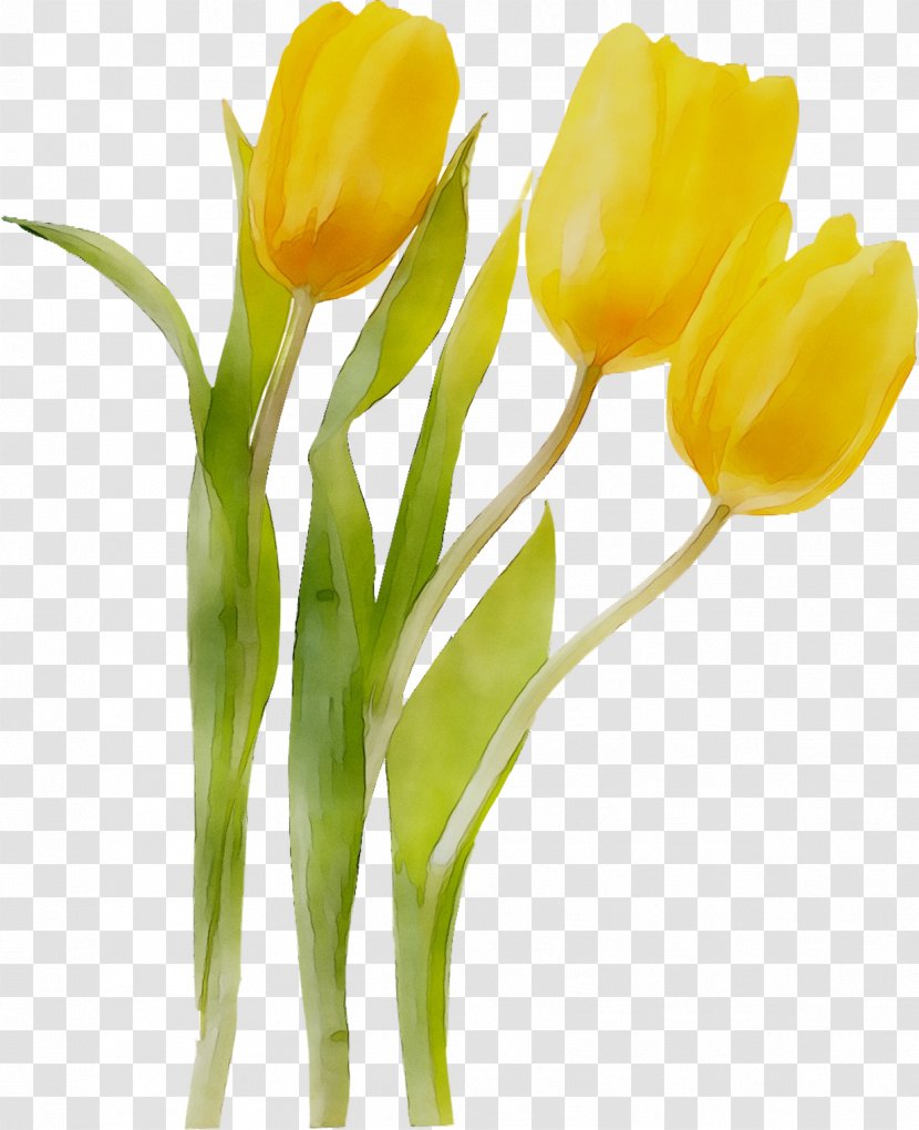 Tulip Cut Flowers Floristry Flower Bouquet - Lily Family - Still Life Transparent PNG
