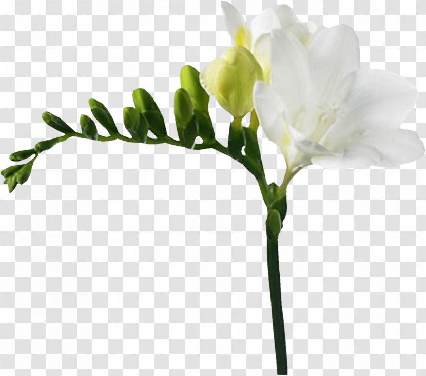 Flower Freesia White Red Yellow - Daffodil Transparent PNG